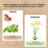 Ciclo de vida flores y frutas (primavera) - Imagen 4